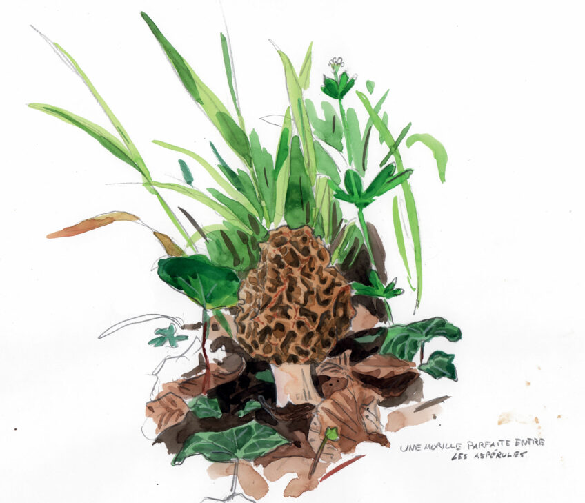 Morille, un champignon difficile à trouver