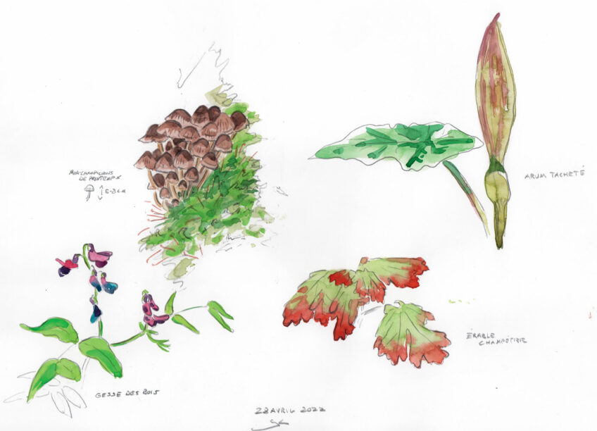 Morille, un champignon difficile à trouver