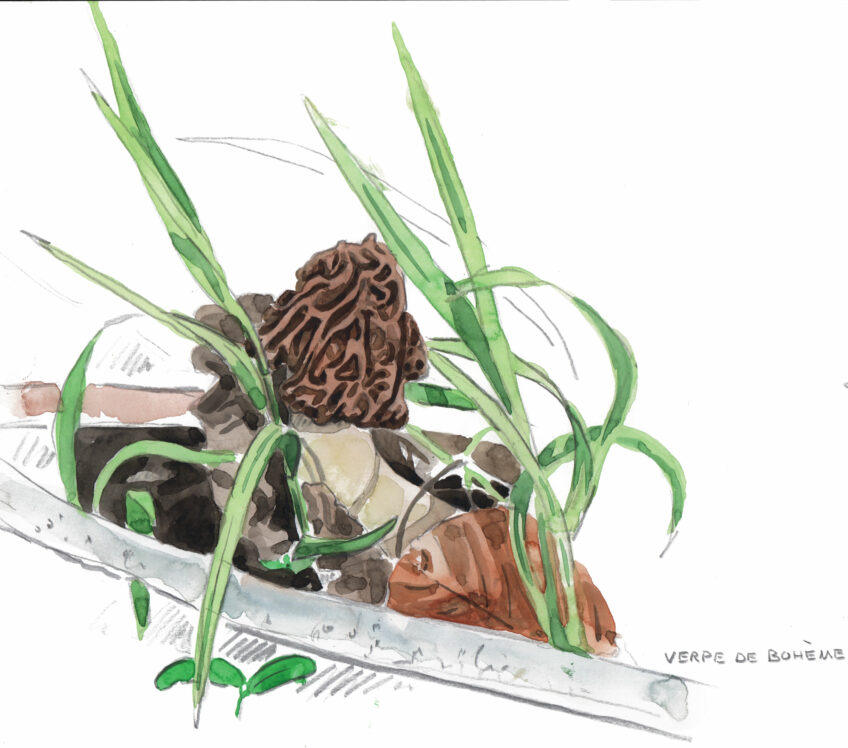 Morille, un champignon difficile à trouver