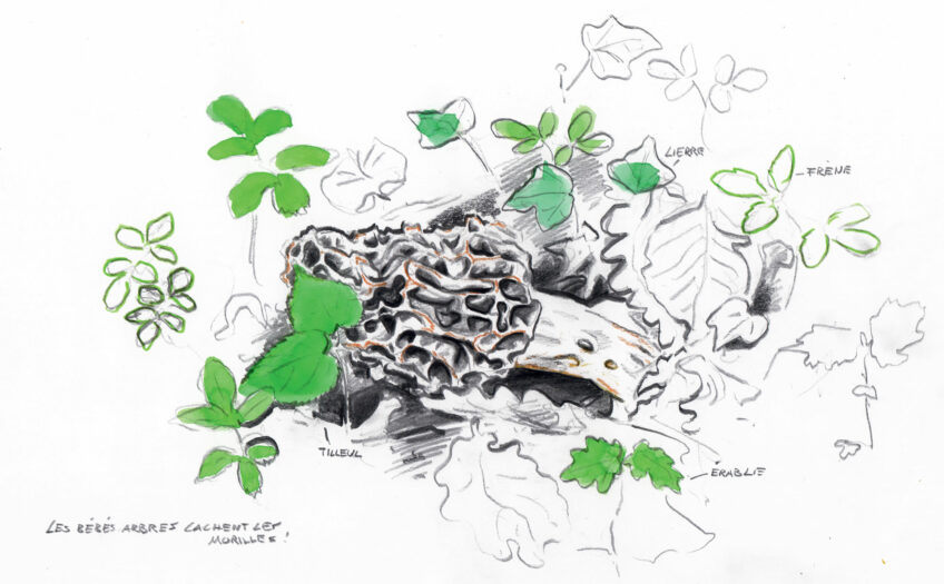 Morille, un champignon difficile à trouver