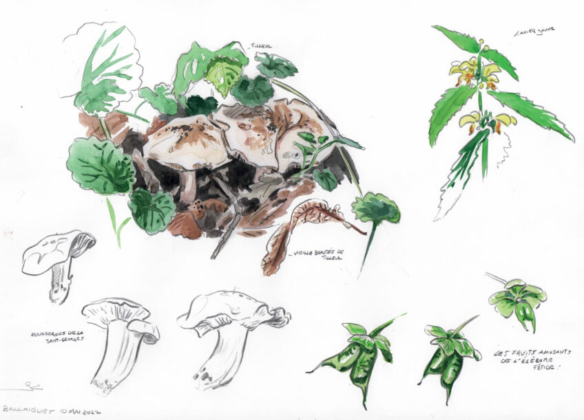 Morille, un champignon difficile à trouver