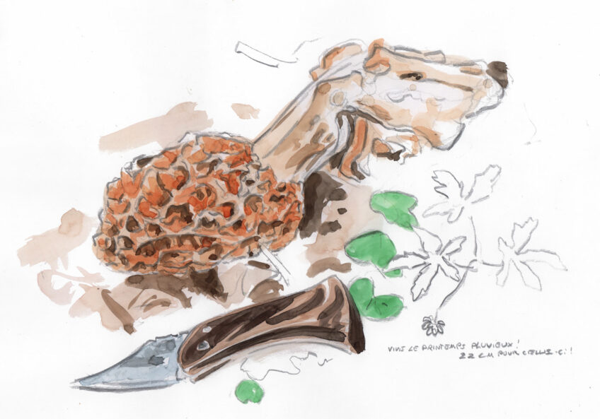 Morille, un champignon difficile à trouver