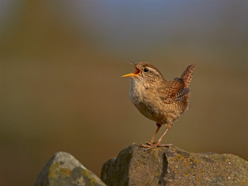 Troglodyte mignon - Pourquoi les oiseaux chantent-ils si tôt ?