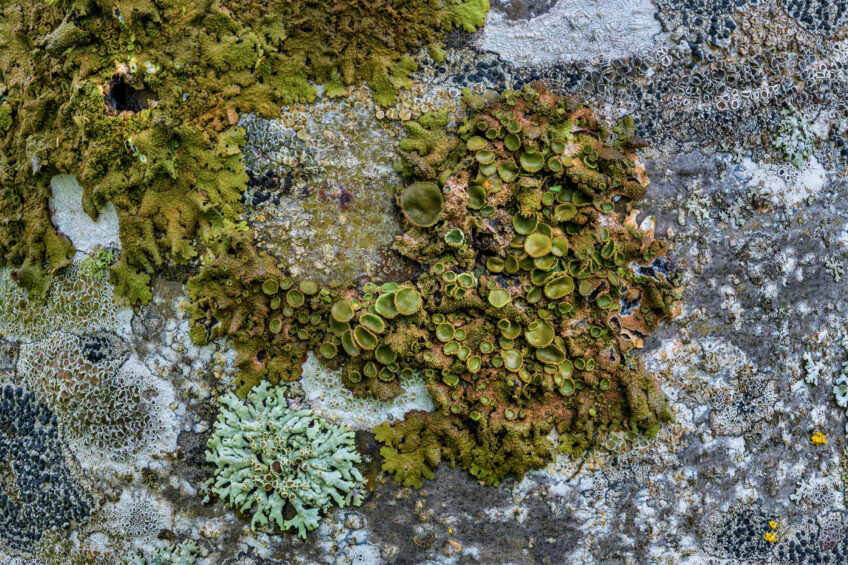 Lichen - Symbiose, quand des organismes s'associent pour se nourrir