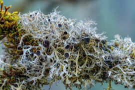 © Jean-PhiliPpe Delobelle