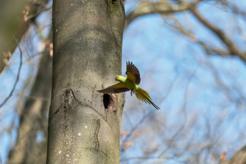 Perruche à collier Perruche à collier - Les visiteurs d'une loge de pic photographiés par Dominique Artis