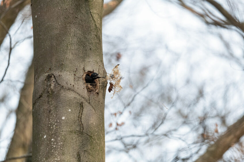 Pic noir nettoyant le nid Pic noir - Les visiteurs d'une loge de pic photographiés par Dominique Artis
