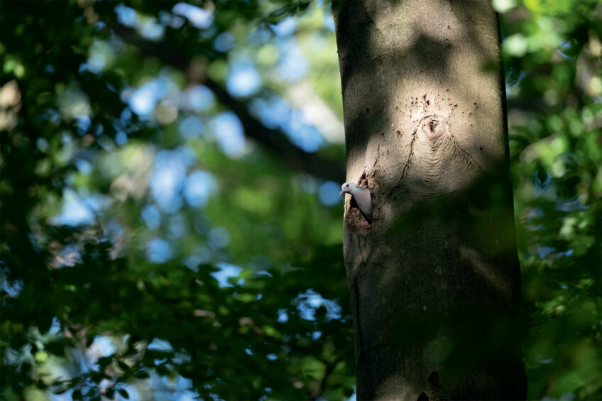 Pigeon colombin Pigeon colombin - Les visiteurs d'une loge de pic photographiés par Dominique Artis