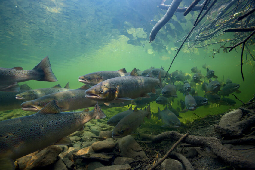 Saumon - Mutualisme, ces animaux qui se soignent entre eux
