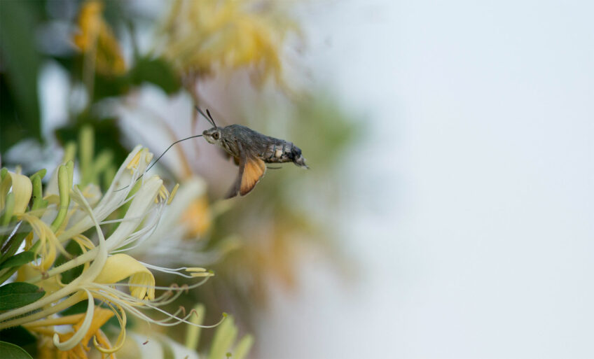 Moro sphinx et chèvrefeuille - Entraide, plantes et animaux s'échangent des services