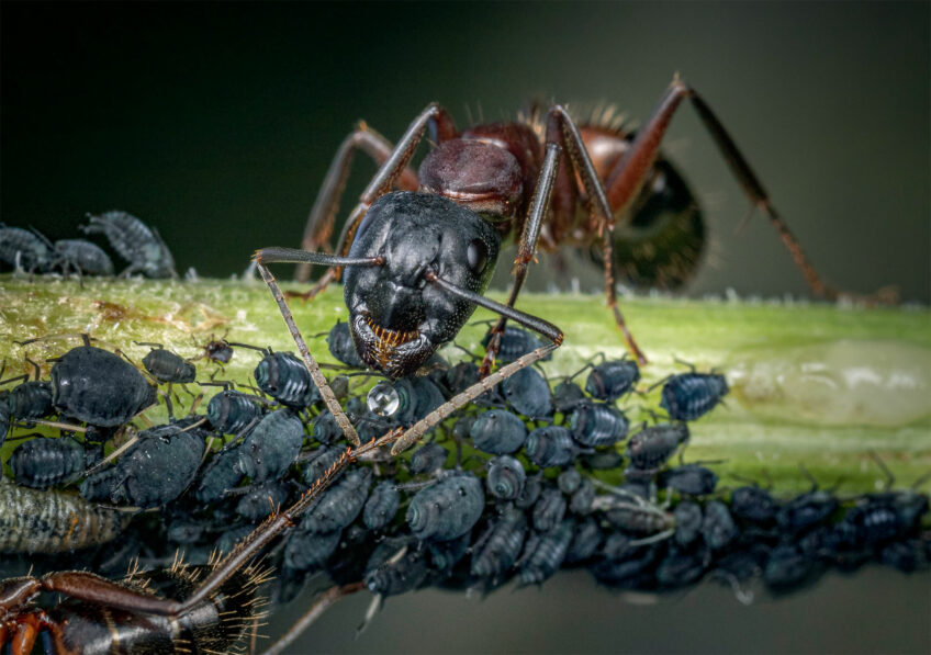 Fourmi et pucerons - 4 exemples étonnants d'entraide dans la nature