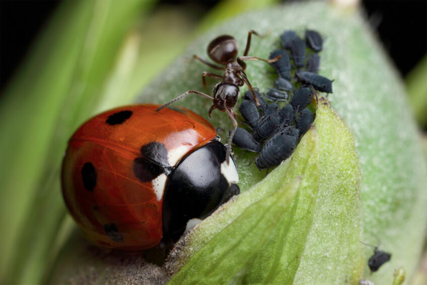 Fourmi, puceron et coccinelle - 4 exemples étonnants d'entraide dans la nature