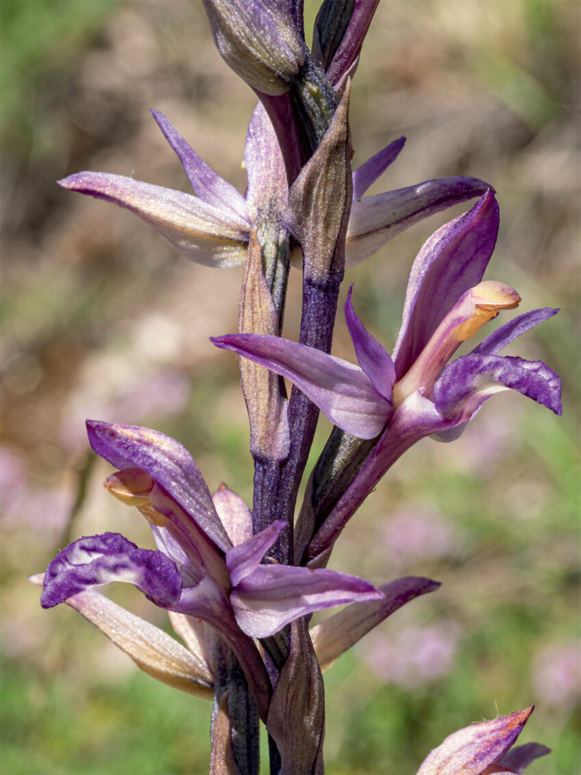 4Orchidée limodore à feuilles avortées - 4 exemples étonnants d'entraide dans la nature