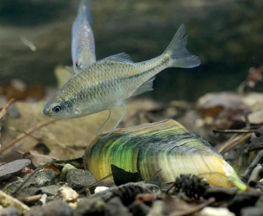 Bouvière et moule d'eau douce - 4 exemples étonnants d'entraide dans la nature