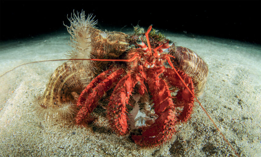 Bernard-l'hermite et anémone - 4 exemples étonnants d'entraide dans la nature