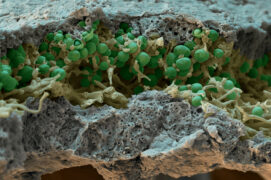 x 650 / © Eye of science 