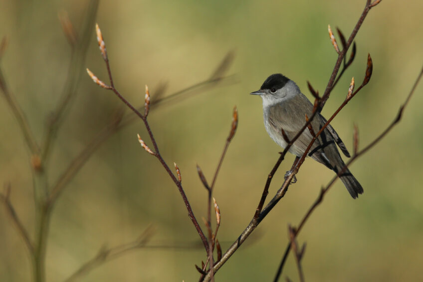 migration fauvette à tête noire
