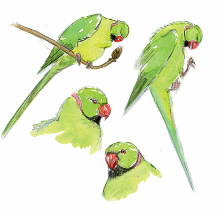 Que penser de la présence de la perruche à collier en Europe ?