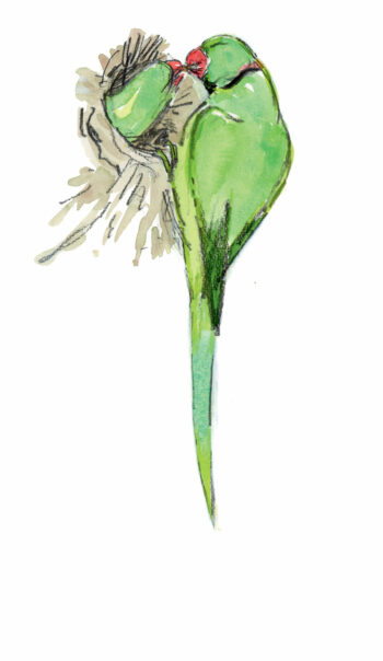 Que penser de la présence de la perruche à collier en Europe ?