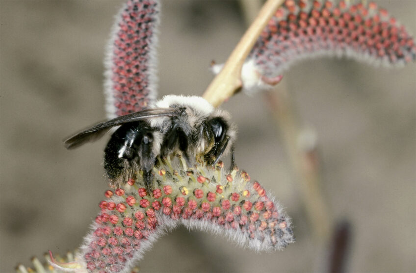 Andrena vaga est une espèce spécialisée sur les saules.  La Salamandre finance des aménagements pour les abeilles sauvages
