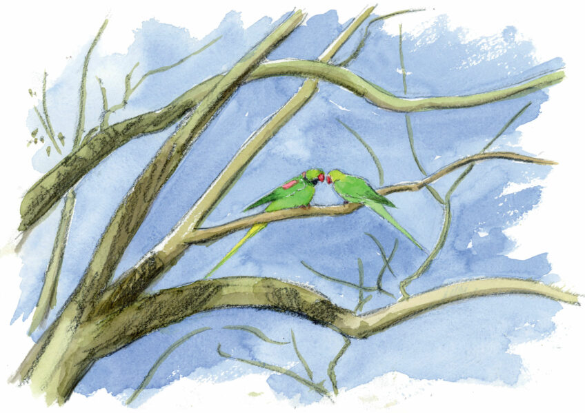 Que penser de la présence de la perruche à collier en Europe ?