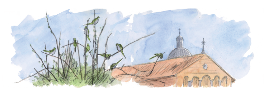 Que penser de la présence de la perruche à collier en Europe ?