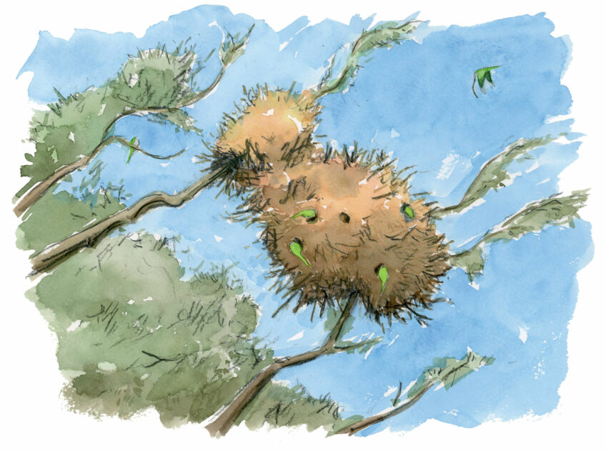 Que penser de la présence de la perruche à collier en Europe ?