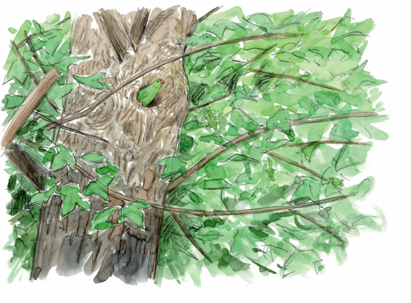 Que penser de la présence de la perruche à collier en Europe ?