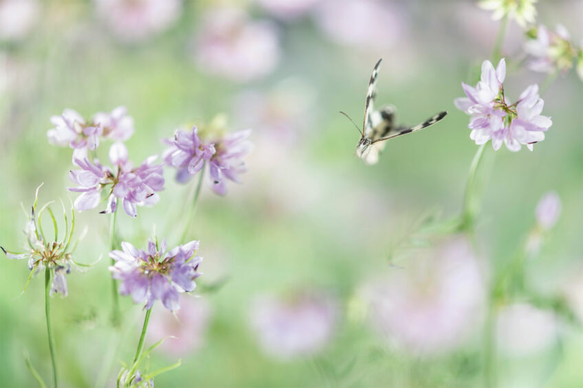 Demi-deuil femelle en vol, à l’approche de fleurs de coronille variée
Dans l’intimité des papillons avec Ghislain Simard