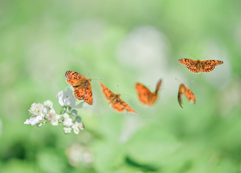 Dans l’intimité des papillons avec Ghislain Simard