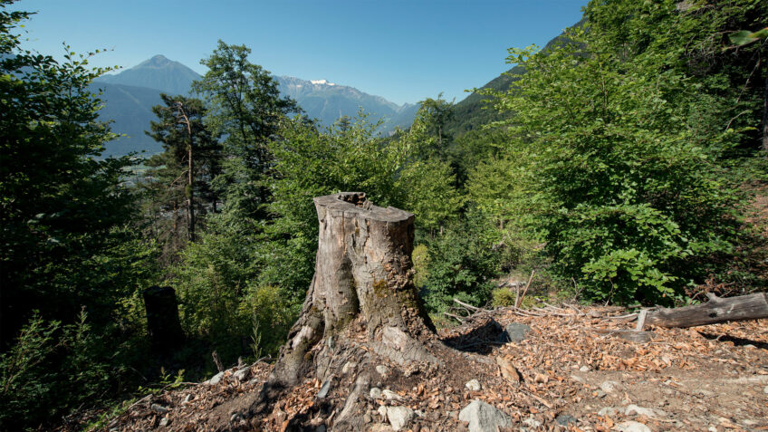 Milieu de vie de la Rosalie des Alpes