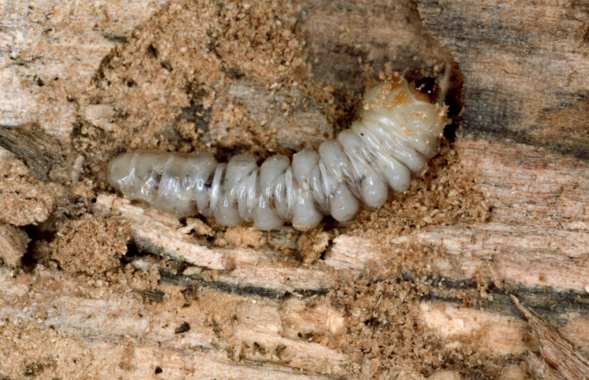 Larve de Rosalie des Alpes