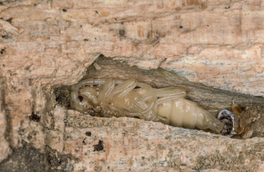 Nymphe de Rosalie des Alpes