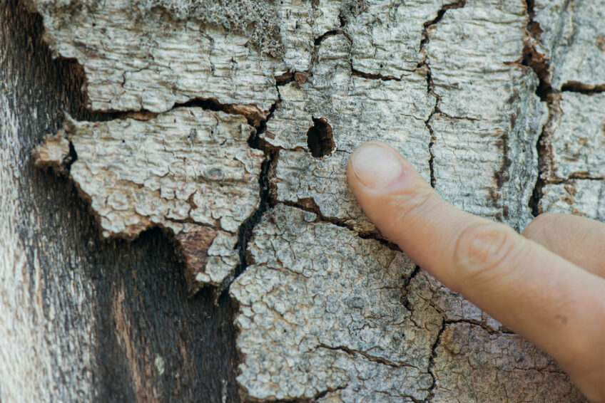 Trou de sortie d'une Rosalie des Alpes