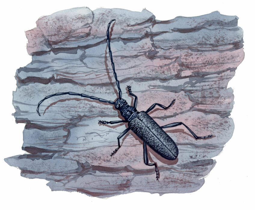 Longicorne petit capricorne