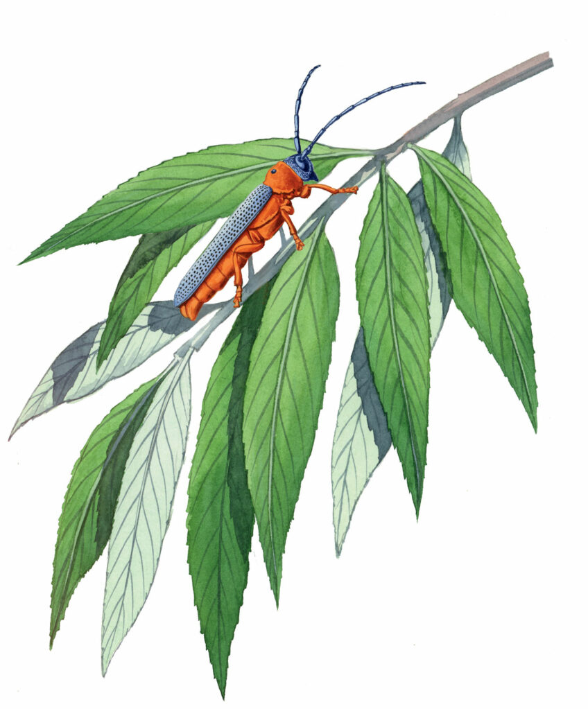 Longicorne Obérée ocelée