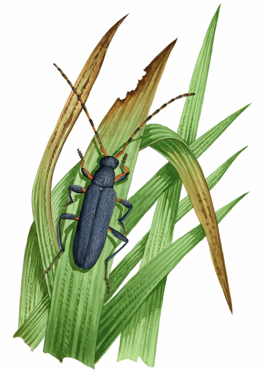 Longicorne Lepturette rousse