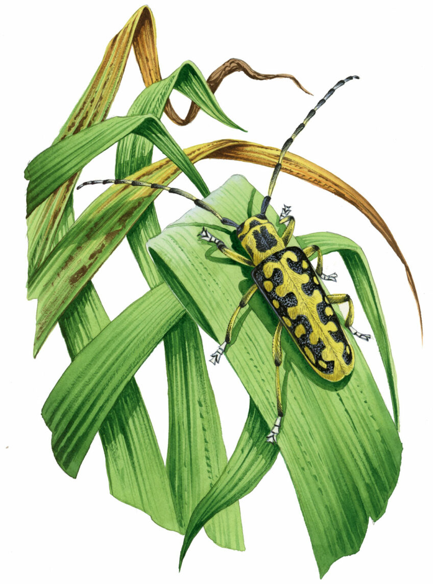 Longicorne Saperde à échelons