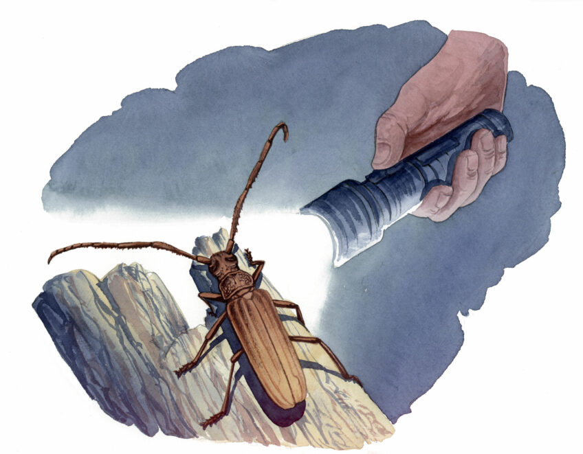 Logicorne Prione ermite