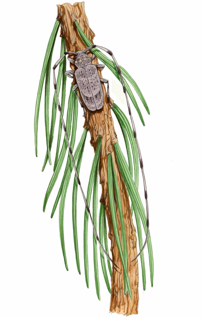 Longicorne Magistrat