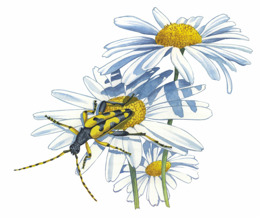 Longicorne Lepture tacheté