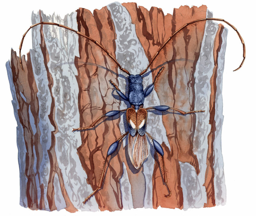 Longicorne Petit molorque