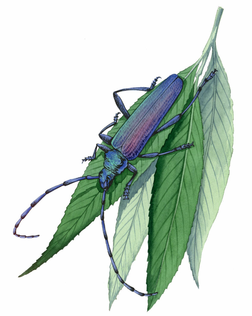 Longicorne Aromie musquée