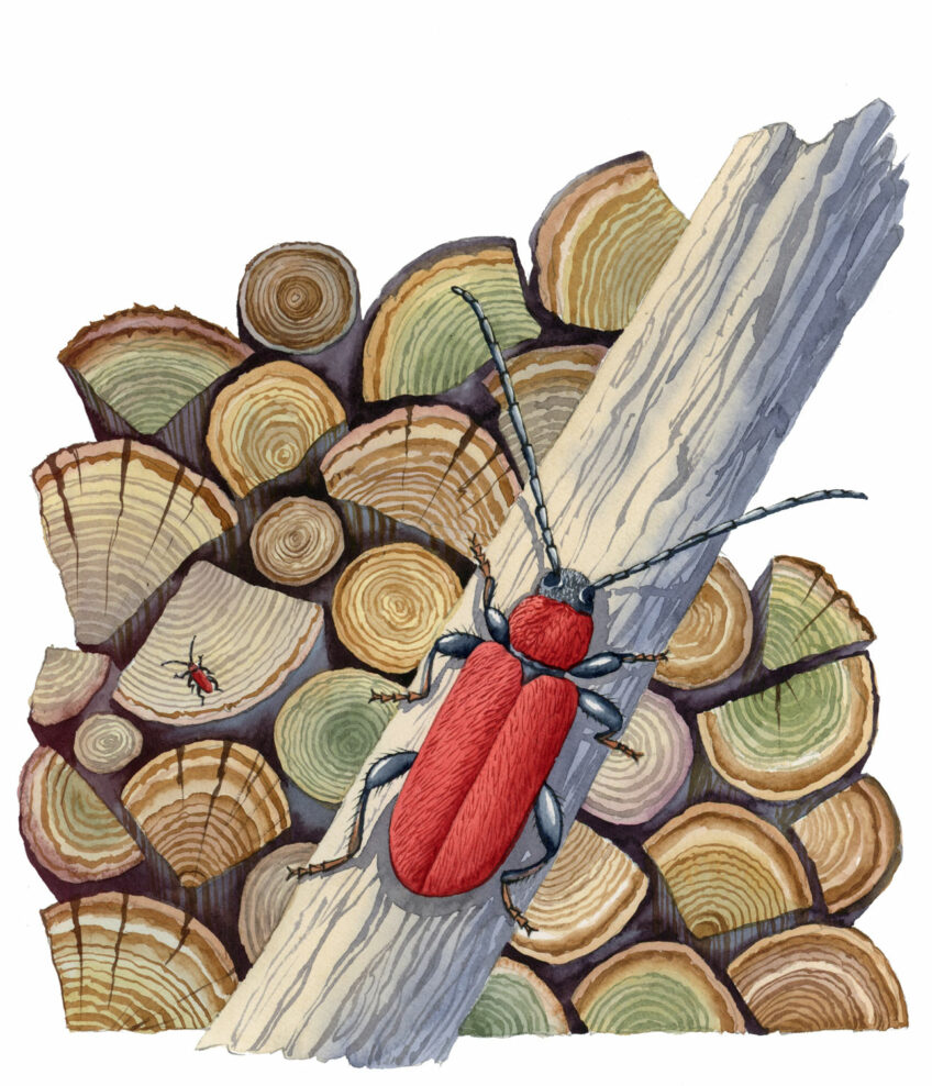 Longicorne Callidie sanguine