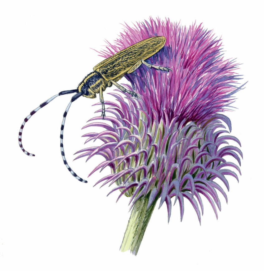 Longicorne Agapanthie à pilosité verdâtre