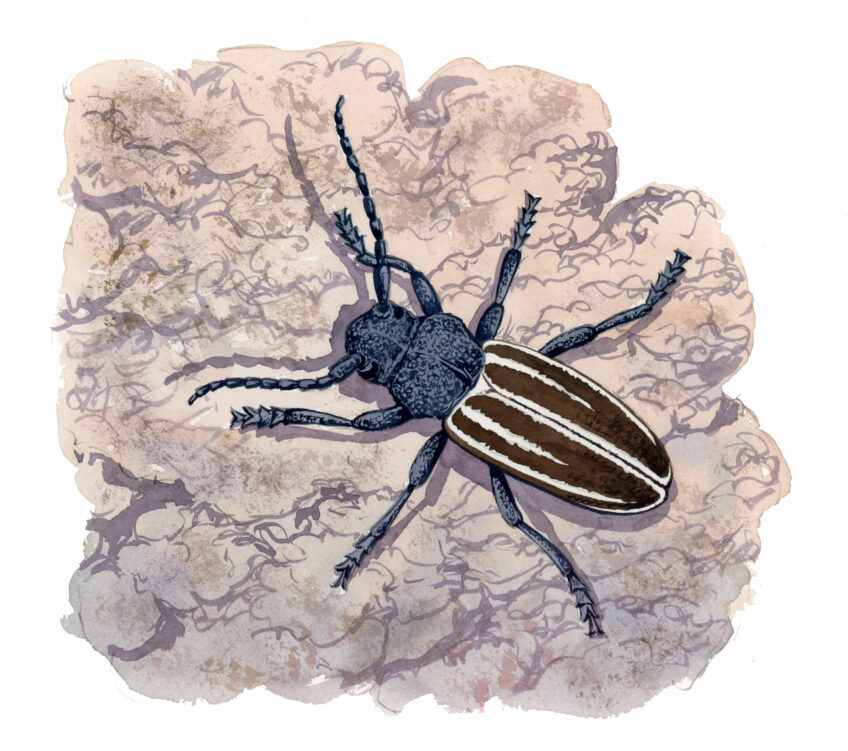 Longicorne Iberodorcadion fuliginator