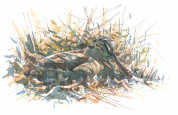 On sait aujourd’hui que nos bécasses quittent tard en saison leurs forêts reproductrices. C’est pourquoi la chasse 
compromet la survie de la population suisse menacée. Elle devrait être abandonnée au plus vite. On sait aujourd’hui que nos bécasses quittent tard en saison leurs forêts reproductrices. C’est pourquoi la chasse 
compromet la survie de la population suisse menacée. Elle devrait être abandonnée au plus vite.