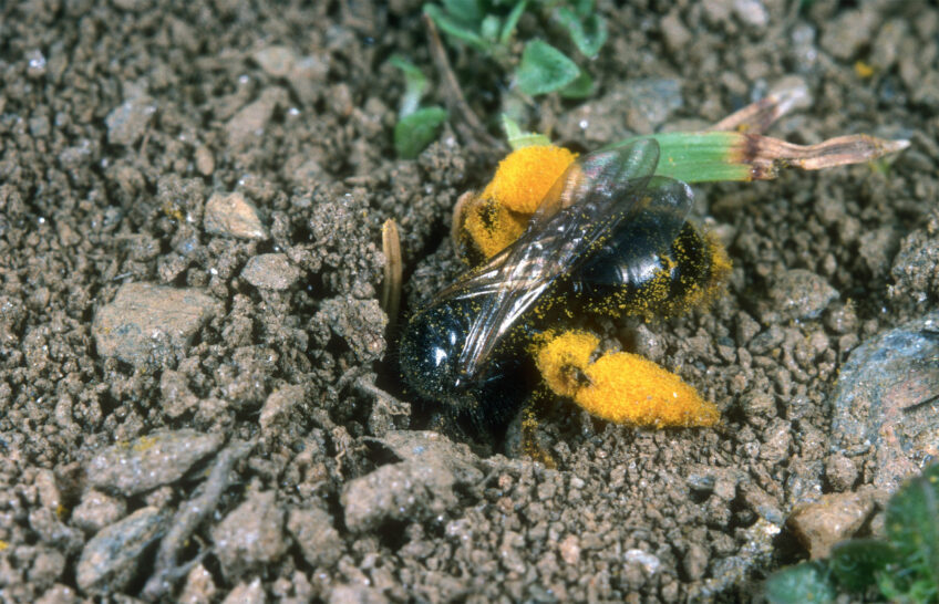 Panurgus banksianus installe ses nids l’été en altitude dans des galeries qu’elle creuse dans le sol.  La Salamandre finance des aménagements pour les abeilles sauvages - Panurgus banksianus