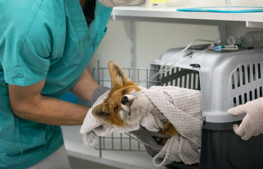 Pourquoi les centres de soins pour la faune sauvage sont-ils importants ?