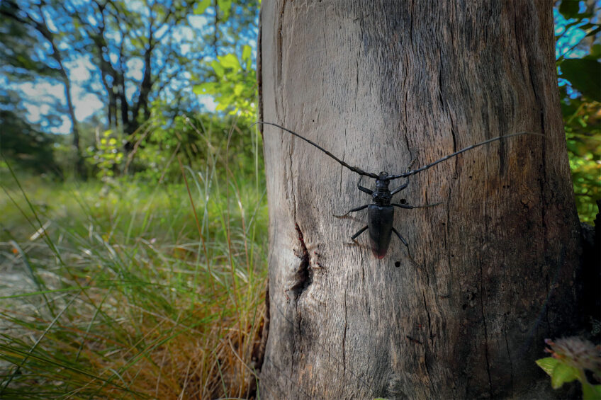 A la rencontre du grand capricorne avec Laurent Tillon